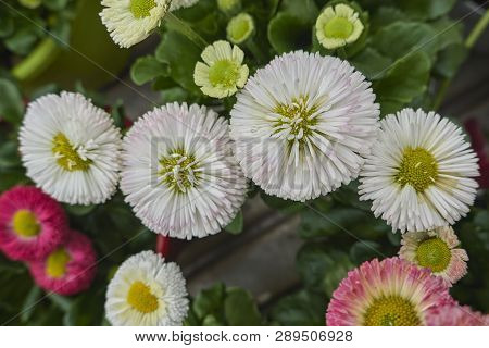 Bellis Perennis Daisy Pomponette Flower