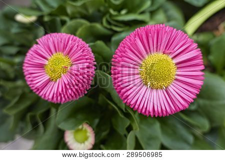 Bellis Perennis Daisy Pomponette Flower