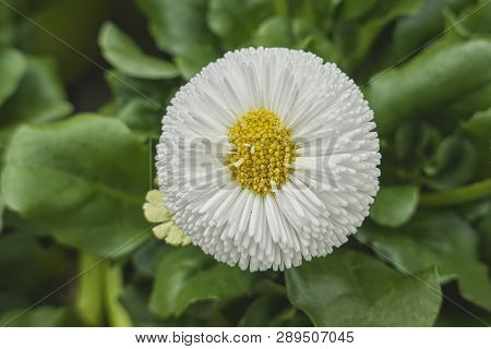 Bellis Perennis Daisy Pomponette Flower
