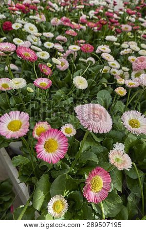 Bellis Perennis Daisy Pomponette Flower