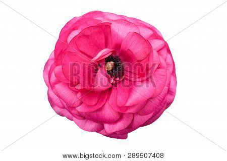 A Pink Peonia Flower On White Background