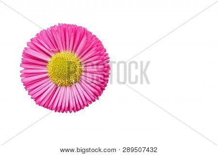 Isolated Bellis Perennis Daisy Pomponette On White Background
