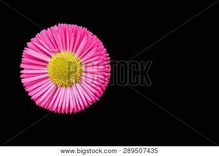 Isolated Bellis Perennis Daisy Pomponette On Black Background