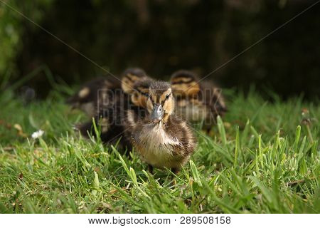 These Ducklings Had Just Emerged From The Pond And Were Waddling Along The Bank In The Afternoon Sun