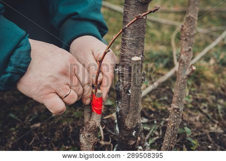 Woman Wraps A Graft Tree With An Insulating Tape In The Garden To Detain The Damp In It In Close-up