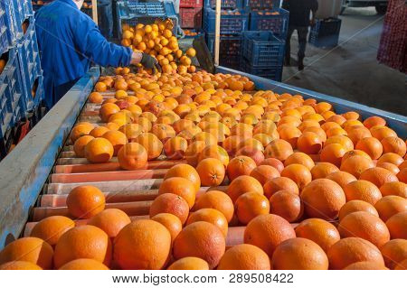 The Working Of Orange Fruits