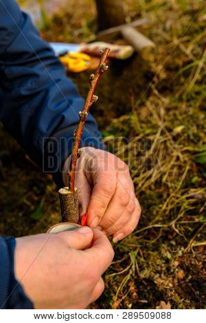 Woman Wraps A Graft Tree With An Insulating Tape In The Garden To Detain The Damp In It In Close-up