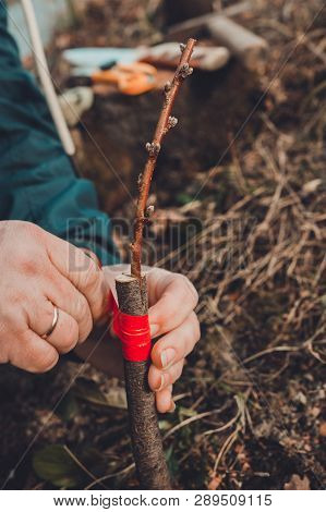 Woman Wraps A Graft Tree With An Insulating Tape In The Garden To Detain The Damp In It In Close-up