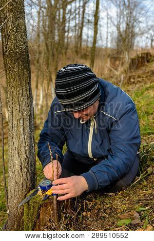 Woman Wraps A Graft Tree With An Insulating Tape In The Garden To Detain The Damp In It In Close-up