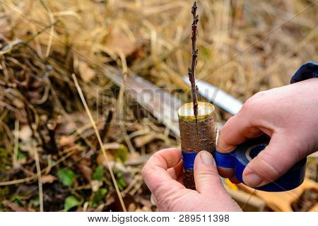 Woman Wraps A Graft Tree With An Insulating Tape In The Garden To Detain The Damp In It In Close-up