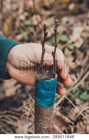 A Gardeners Woman Clogs A Cut-off Part Of The Grafted Tree To Prevent Rotting At This Place In Close