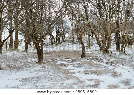 Snow On The Ground In The Woods Around Cheddar Gorge In Somerset