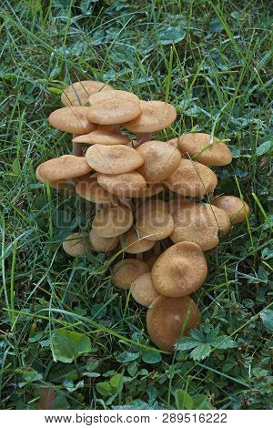 Group Of Ringless Honey Fungus (armillaria Tabescens).