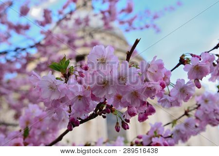 Close Up Of A Branch Of Cherry Blossom
