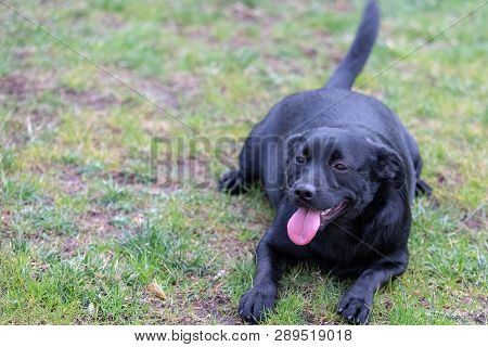 Cute Happy Overweight Fat Labrador Mix On The Grass At Park.