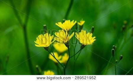 Flower Of Crepis Tectorum Or Narrowleaf Hawksbeard Close-up With Bokeh Background, Selective Focus, 