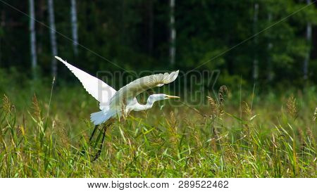 Great White Heron Or Great Egret, Ardea Alba, Take Off Close-up Portrait With Bokeh Background, Sele