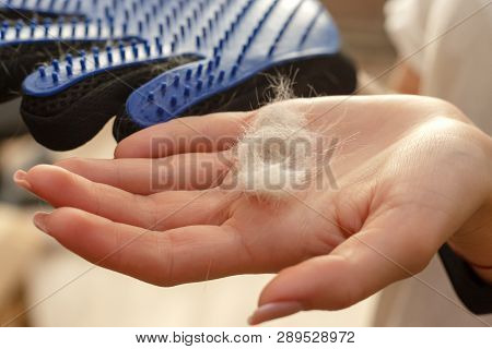 Girl With Cat Shedding, Bathing, Grooming, Deshedding Glove.the Glove With Cats Hair On It. Equipmen