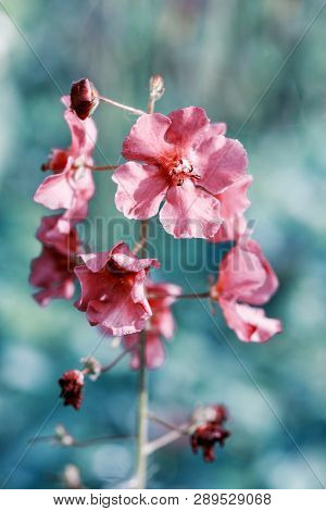 Beautiful Meadow Field With Wild Flowers. Spring Or Summer Wildflowers Closeup. Health Care Concept.