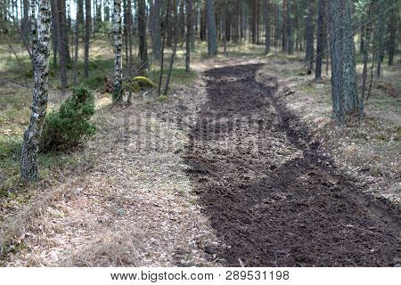 A Strip Of Freshly Plowed Land In The Forest. A Place To Prevent Fires In The Forest.