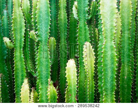 Big Cactus Outdoor In Desert. Green Cactus With Thorns. Plant Cactus With Spines. Nature, Floral Bac