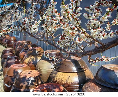 White Plum Blooming In Wondong Maehwa Village, Yangsan, South Korea, Asia