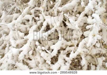 Spruce Branch Covered With Snow - Winther Background