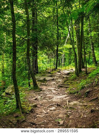 Summer Sunset Forest Trail