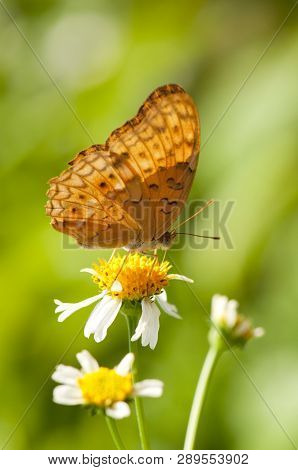 Closeup Of Leopard Butterfly (phalanta Phalantha) Is Feeding On A White Flower