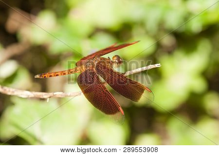 Closeup Of Male Common Parasol Dragonfly (neurothemis Fluctuans) Is Resting On Twig