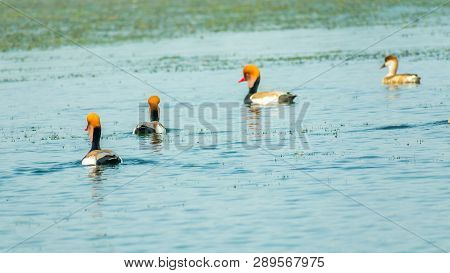 A Flock Of Red-crested Pochard ( Netta Rufina) Swimming On Chilka Lake Bird Sanctuary, Odisha, India