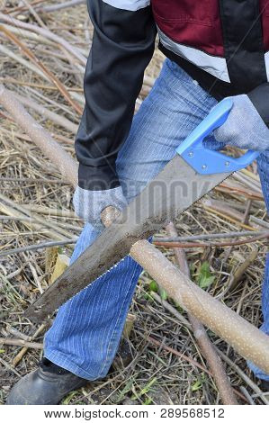 Man Saws Sawing A Tree Branch. Wood Sawing With A Hand Saw.