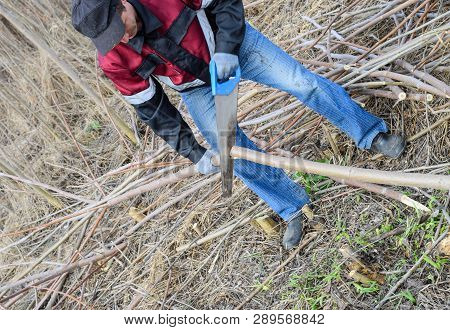 Man Saws Sawing A Tree Branch. Wood Sawing With A Hand Saw.