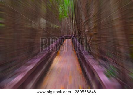 Nature Trail In Mangrove Forest In The South Of Thailand