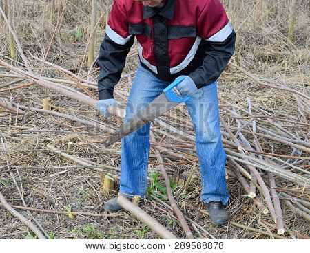 Man Saws Sawing A Tree Branch. Wood Sawing With A Hand Saw.