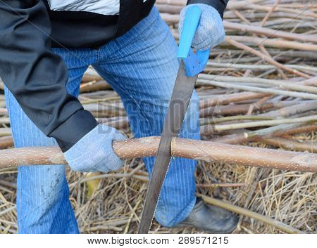 Sawing With A Hand Saw Of A Wood Branch. Man Saws Sawing A Tree Branch. Wood Sawing With A Hand Saw.
