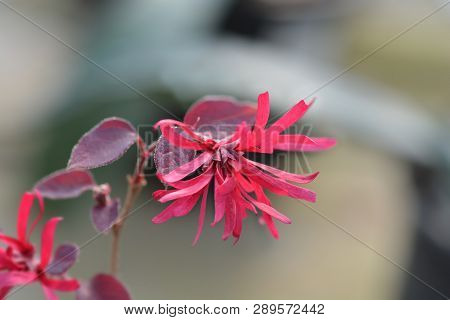 Chinese Fringe Flower Ever Red - Latin Name - Loropetalum Chinense Ever Red (loropetalum Chinense Ch