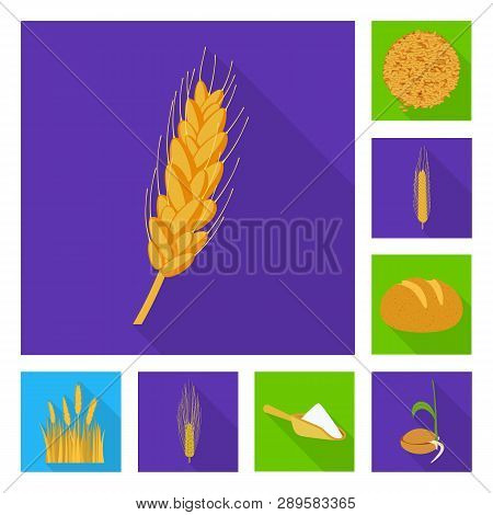 Vector Illustration Of Wheat And Corn Icon. Set Of Wheat And Harvest Vector Icon For Stock.