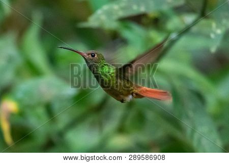 Hummingbird(trochilidae)flying Gems Ecuador Costa Rica South America