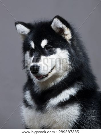 Alaskan malamute closeup portrait