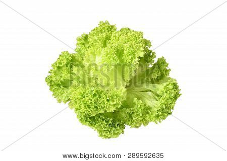 Freshness Lettuce Green Coral Salad On White Background Isolated. Lettuce Is A Plant Grown As A Leaf