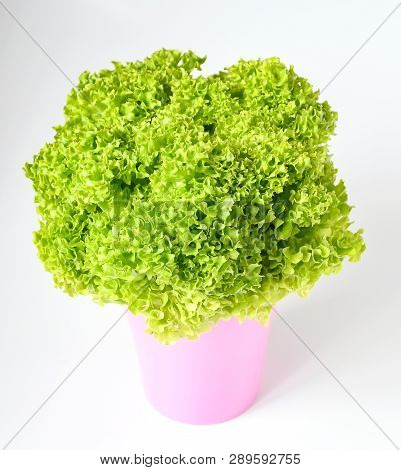 Freshness Lettuce Green Coral Salad On White Background Isolated. Lettuce Is A Plant Grown As A Leaf