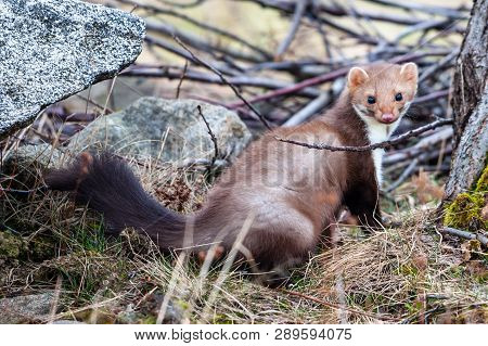 Stone Marten, Martes Foina, With Clear Green Background. Detail Portrait Of Forest Animal. Small Pre