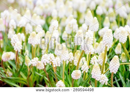Grape Hyacinth Or White Muscari Or White Majic Flower In Pot And White Background, A Genus Of Perenn