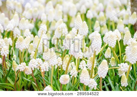 Grape Hyacinth Or White Muscari Or White Majic Flower In Pot And White Background, A Genus Of Perenn