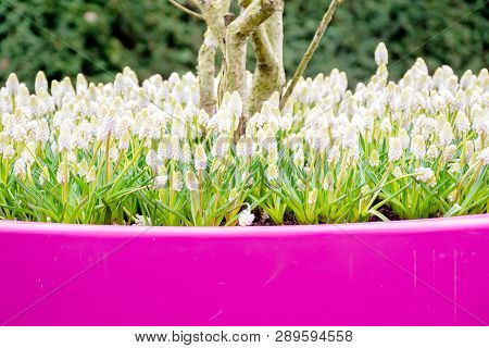 Grape Hyacinth Or White Muscari Or White Majic Flower In Pot And White Background, A Genus Of Perenn
