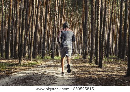 Man In Hoodie Has Workout In A Pine Forest. Concept Of Morning Matins Jogging In Outdoor