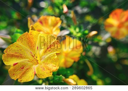 Beautiful Decorative And Healing Diuretic Mirabilis  Flower Close-up