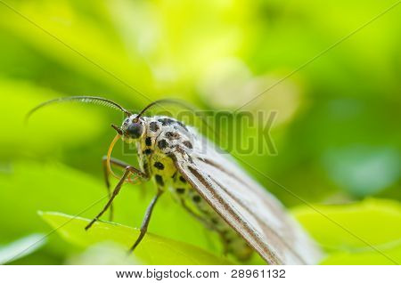 beautiful dotted butterfly on leaf