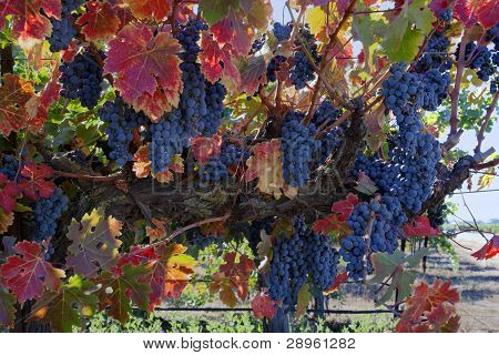 Uve da vino al momento del raccolto
